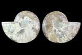 Cut & Polished Ammonite Fossil - Agatized #91164-1